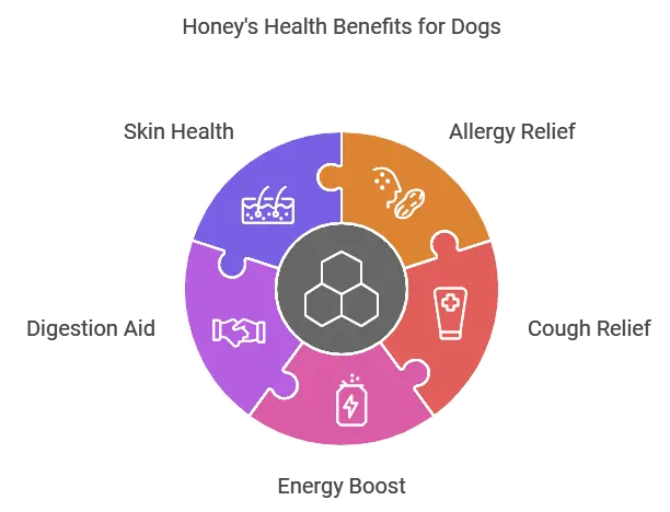 Benefits of Honey for Dogs