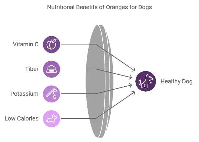 Benefits of Oranges for Dogs