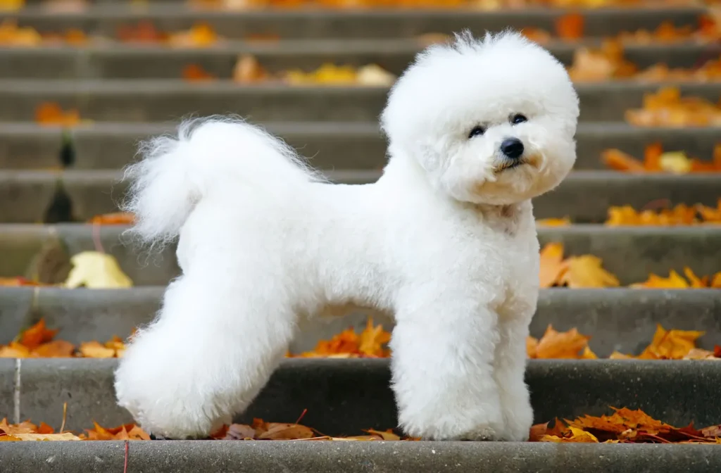 Bichon Frise