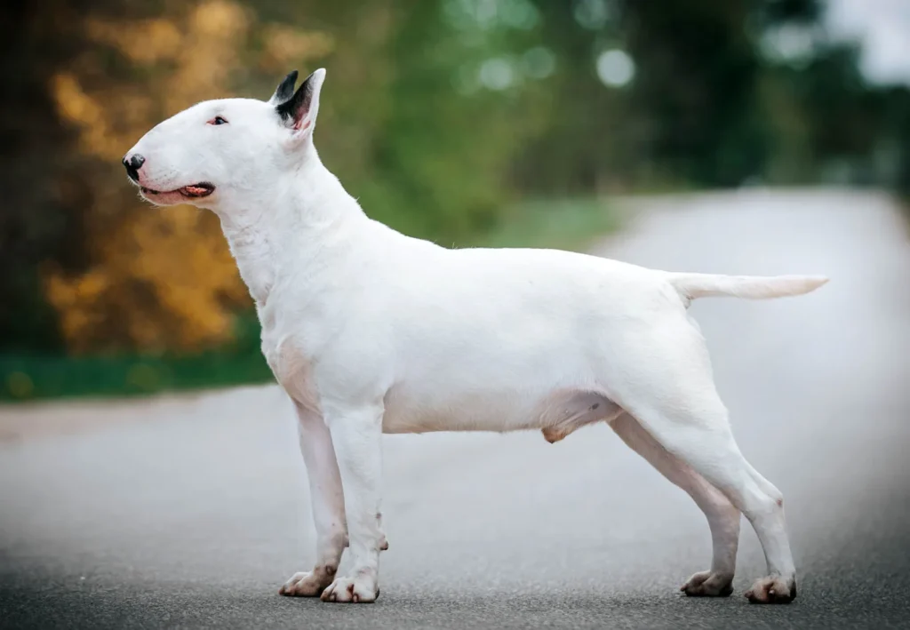 Bull Terrier dog