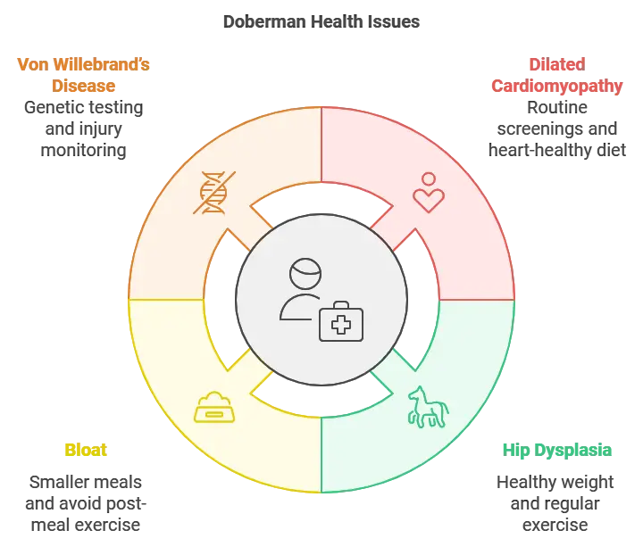 Doberman Health Issues