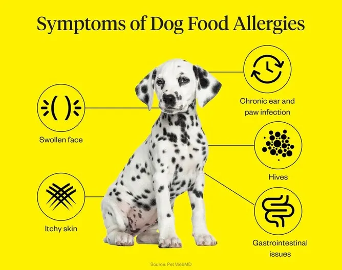 symptoms of dog food allergies