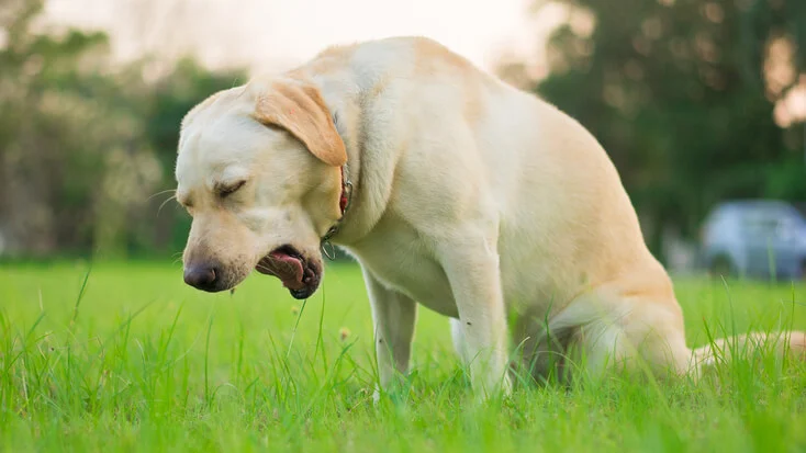 Kennel Cough in Dogs: Causes, Symptoms, and Treatment