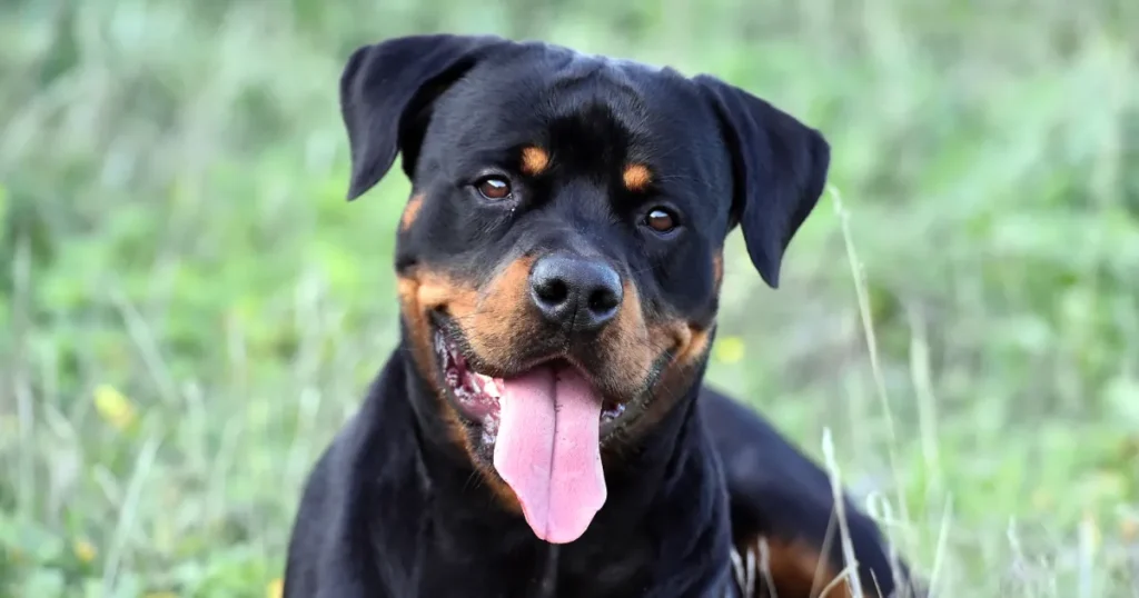 Rottweiler-DOG