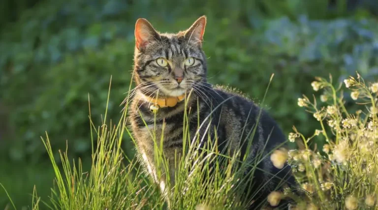 WORMS IN CATS