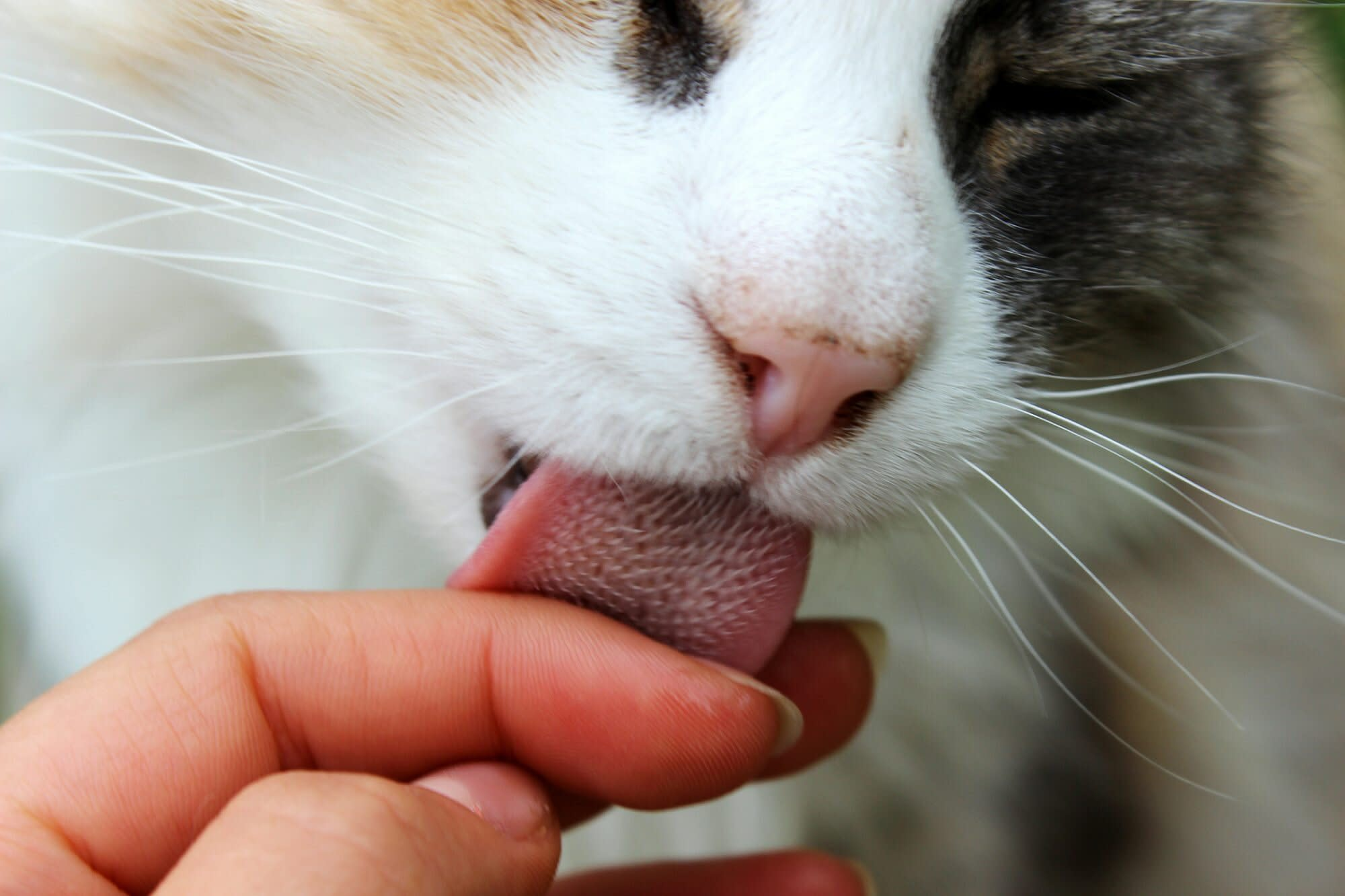 Why does my cat lick me?