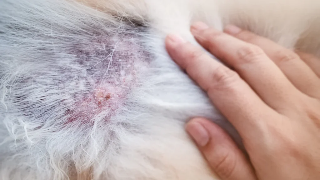 dermatitis in dogs