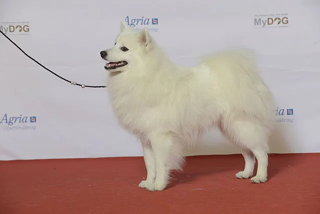 Japanese Spitz dog