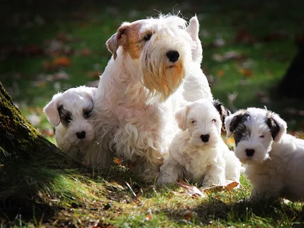 Sealyham Terrier dog