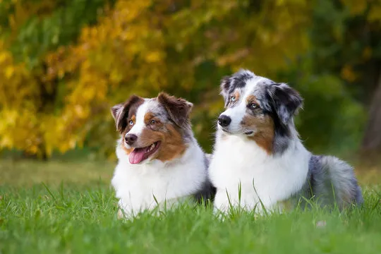 Australian Shepherd