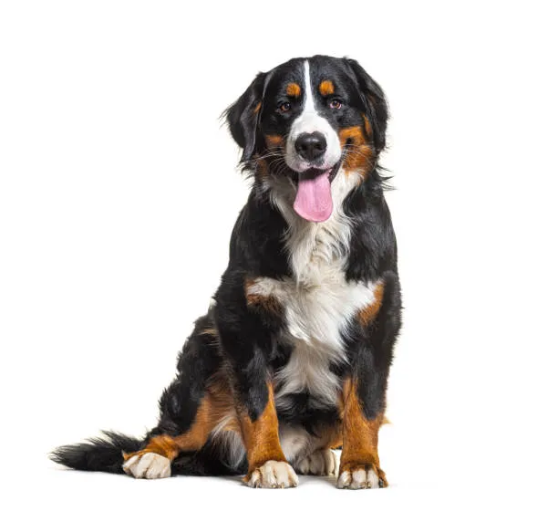 Bernese Mountain Dog