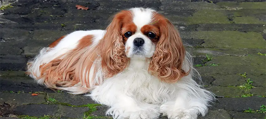 Cavalier King Charles Spaniel