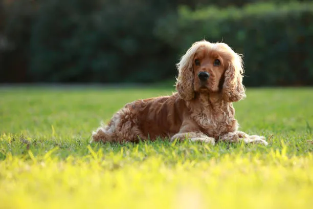 Cocker Spaniel