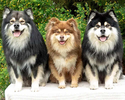 Finnish Lapphund