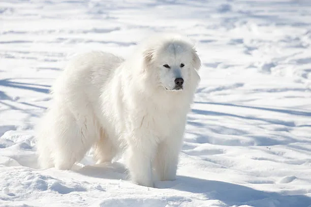 Great Pyrenees