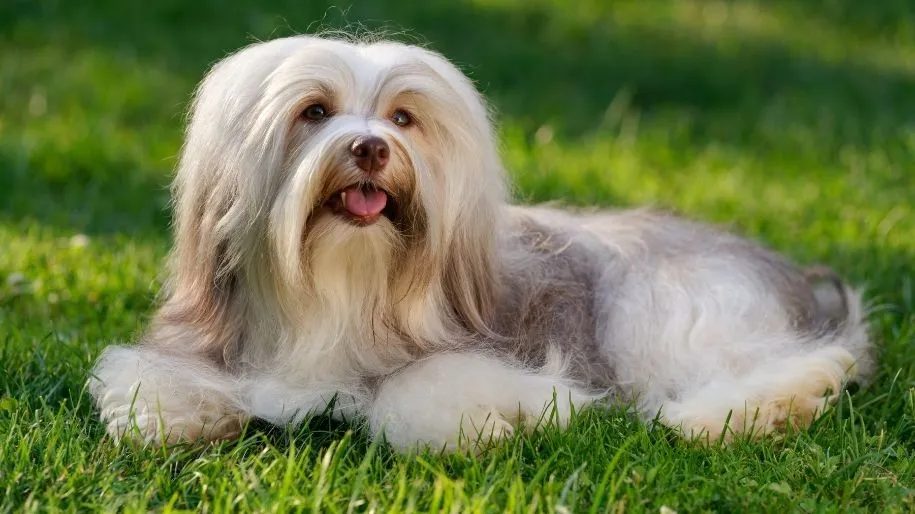 Havanese