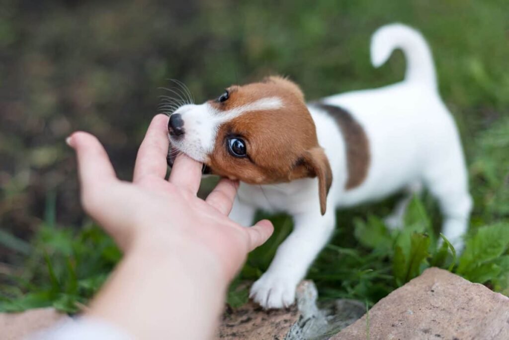 Stop a Puppy From Biting