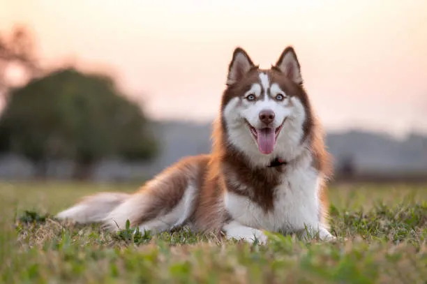 Husky