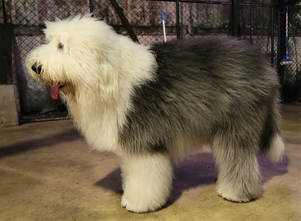 Old English Sheepdog