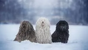 Puli dog