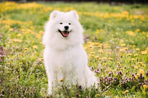 samoyed