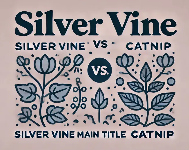 silver vine vs catnip