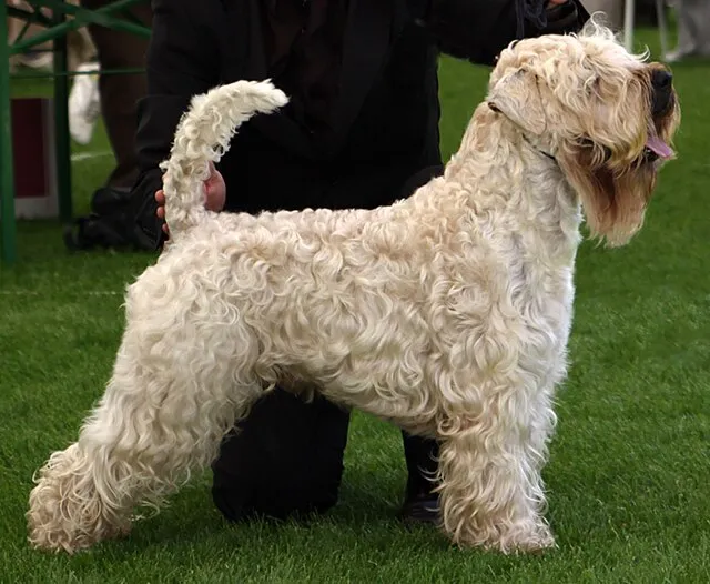 Soft Coated Wheaten Terrier