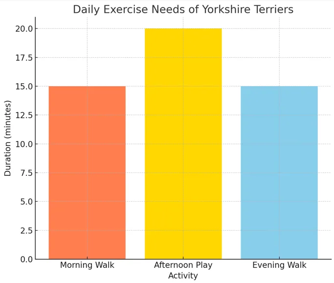 daily exercise needs of yorkshire terriers