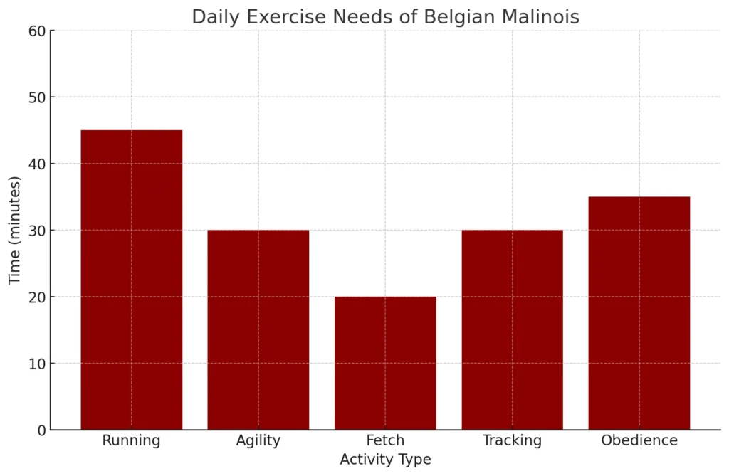 daily exercise needs of belgian malinois