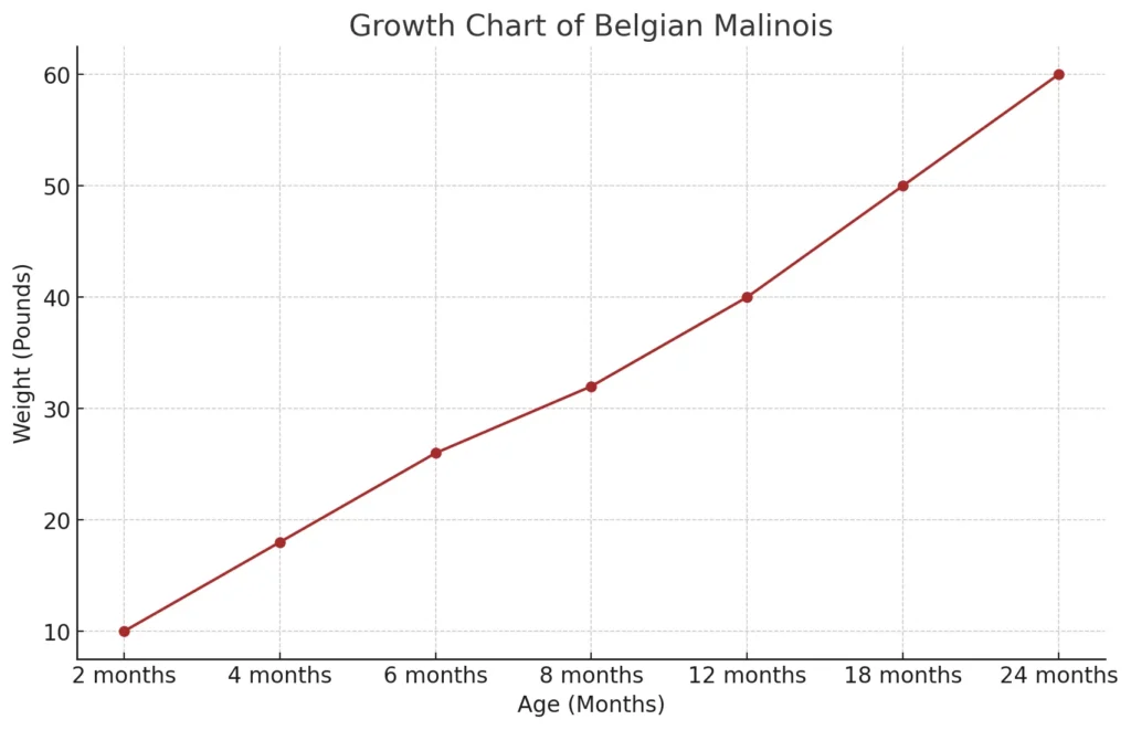 growth chart of belgian malinois